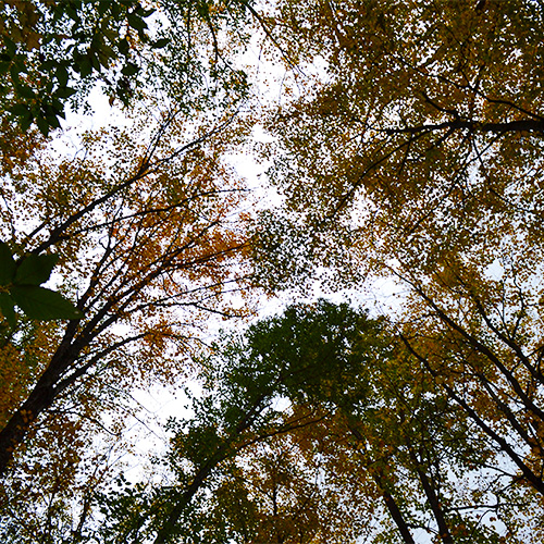 Leaves
