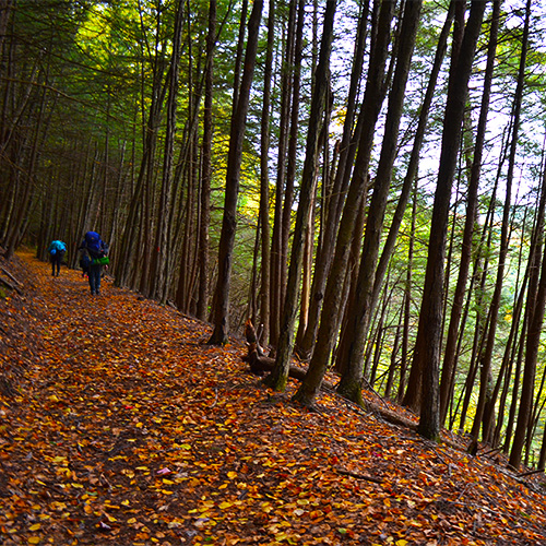 Forest