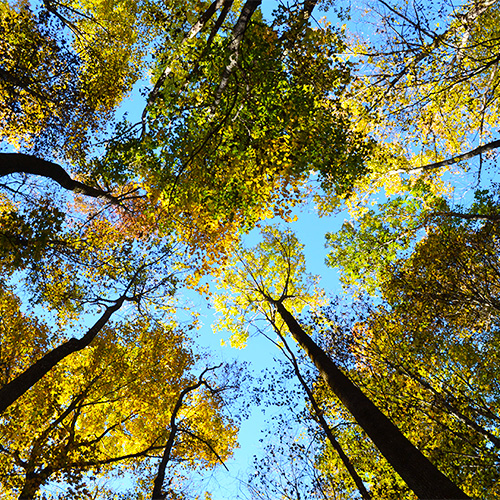 Fall leaves