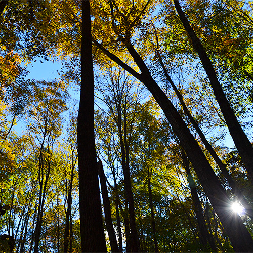 Fall leaves