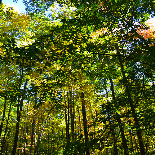 Fall leaves
