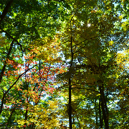 Leaf peeping