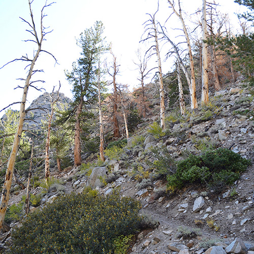 Shepherd Pass trail