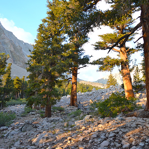 Shepherd Pass Anvil Camp